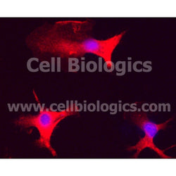 Rat Lung Mesenchymal Stem Cells