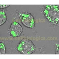 C57BL/6 Mouse Bone Marrow Dendritic Cells