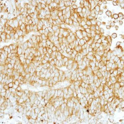 F4/80 antibody , C-term - Biofargo - 