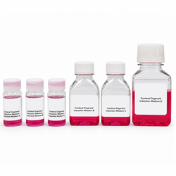 BIofargo Cerebral Organoid Differentiation Kit with four stage-specific media for human iPSC brain organoid culture