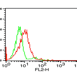 CX3CR1 Antibody - Biofargo - 