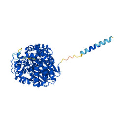 gamma-Glutamyl Transferase (gamma-GT)