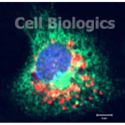 Rabbit Bone Marrow Macrophages (Frozen Cells)