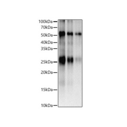 5-FAM rabbit polyclonal antibody