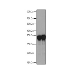 HRP rabbit polyclonal antibody