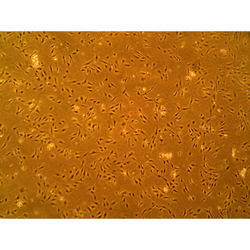 Human Primary Aortic Endothelial Cells