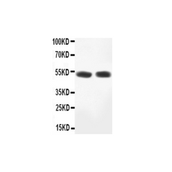 MAP2K2 mouse monoclonal antibody