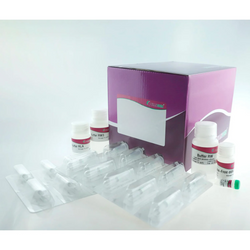 Tissue or Cell Total Protein Extraction