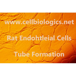 Lewis Rat Primary Aortic Endothelial Cells