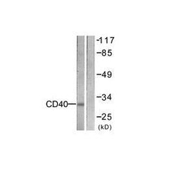Rabbit anti-CD40 polyclonal antibody - Biofargo - 