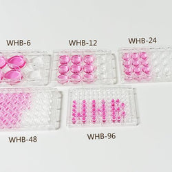 48 Well Polystyrene Cell Culture Plate - TC Treated - Flat Bottom - Biofargo - 