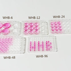 24 Well Polystyrene Cell Culture Plate - TC Treated - Flat Bottom - Biofargo - 