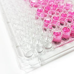 48 Well Polystyrene Cell Culture Plate - TC Treated - Flat Bottom - Biofargo - 