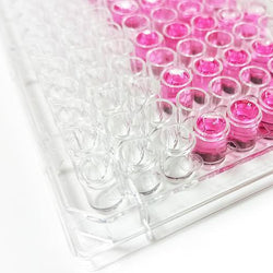 12 Well Polystyrene Cell Culture Plate - TC Treated - Flat Bottom - Biofargo - 