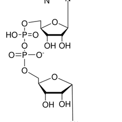 β-Diphosphopyridine nucleotide, C<sub>21</sub>H<sub>27</sub>N<sub>7</sub>O<sub>14</sub>P<sub>2</sub> - Biofargo - 