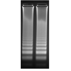 4x LAMP MasterMix (Electrophoresis, 50/kit) - Biofargo - 